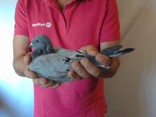 Pigeon image