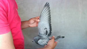 Pigeon image