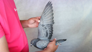 Pigeon image