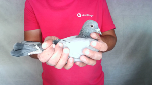 Pigeon image