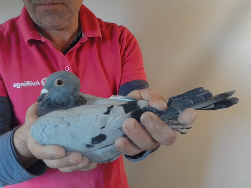 Pigeon image