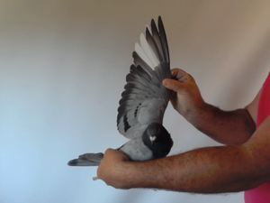 Pigeon image
