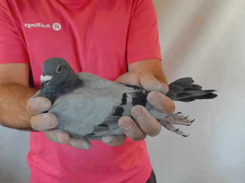 Pigeon image