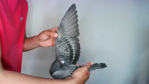 Pigeon image