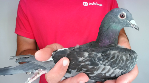 Pigeon image