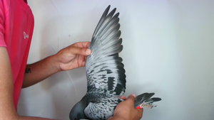 Pigeon image