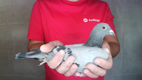 Pigeon image