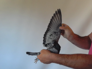 Pigeon image