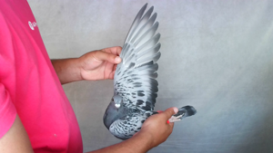 Pigeon image