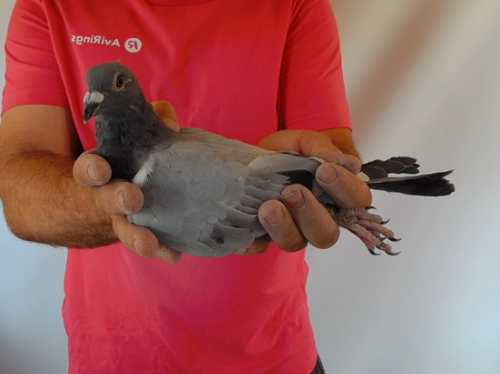 Pigeon image