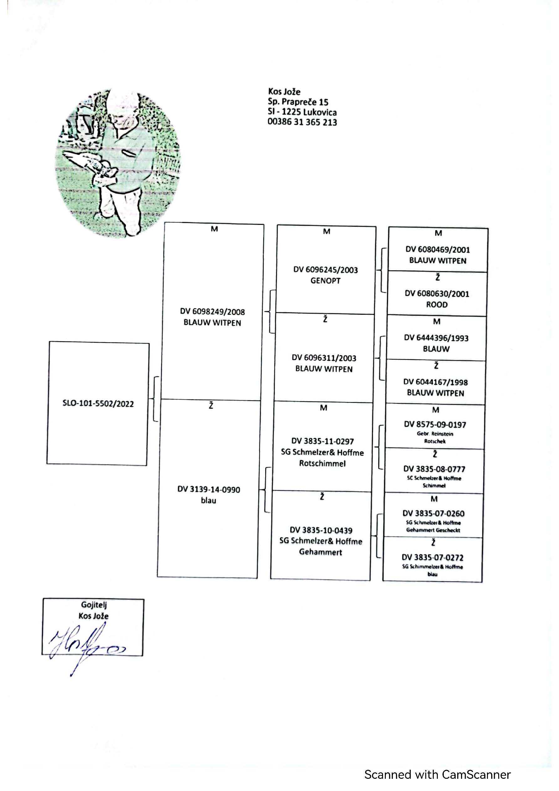 Pigeon pedigree image