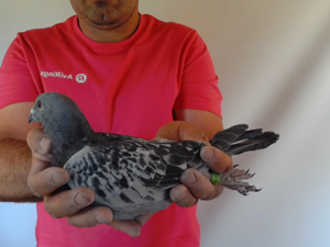 Pigeon image