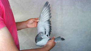 Pigeon image
