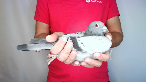 Pigeon image