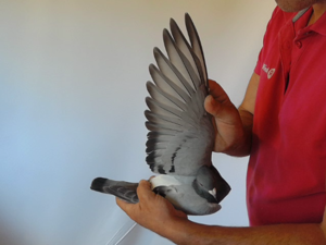 Pigeon image
