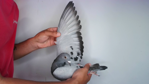 Pigeon image