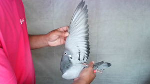 Pigeon image