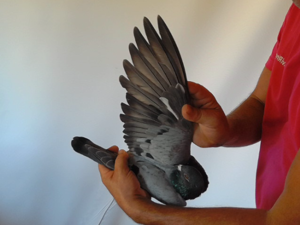 Pigeon image