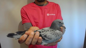 Pigeon image