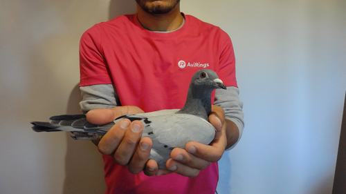 Pigeon image