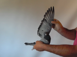 Pigeon image