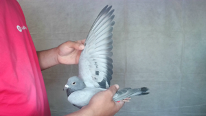 Pigeon image