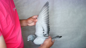 Pigeon image
