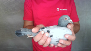 Pigeon image