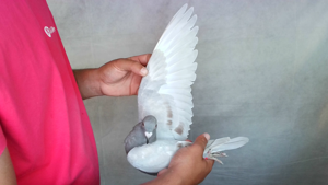 Pigeon image