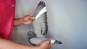 Pigeon image