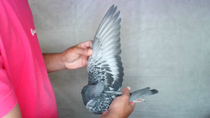 Pigeon image