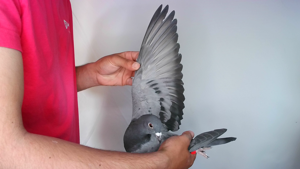 Pigeon image