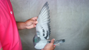 Pigeon image