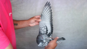 Pigeon image