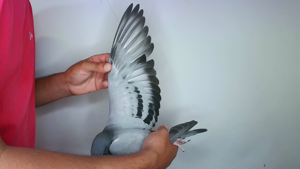 Pigeon image