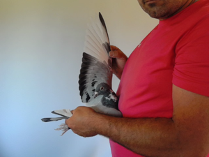 Pigeon image