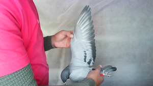 Pigeon image