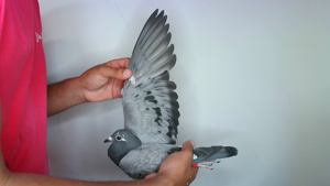 Pigeon image