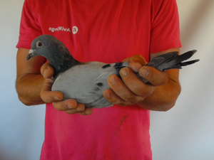 Pigeon image