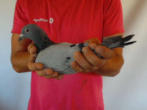 Pigeon image
