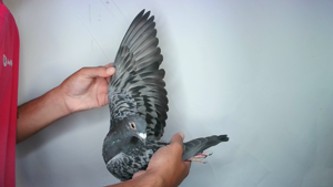 Pigeon image