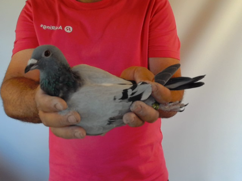 Pigeon image