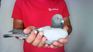 Pigeon image