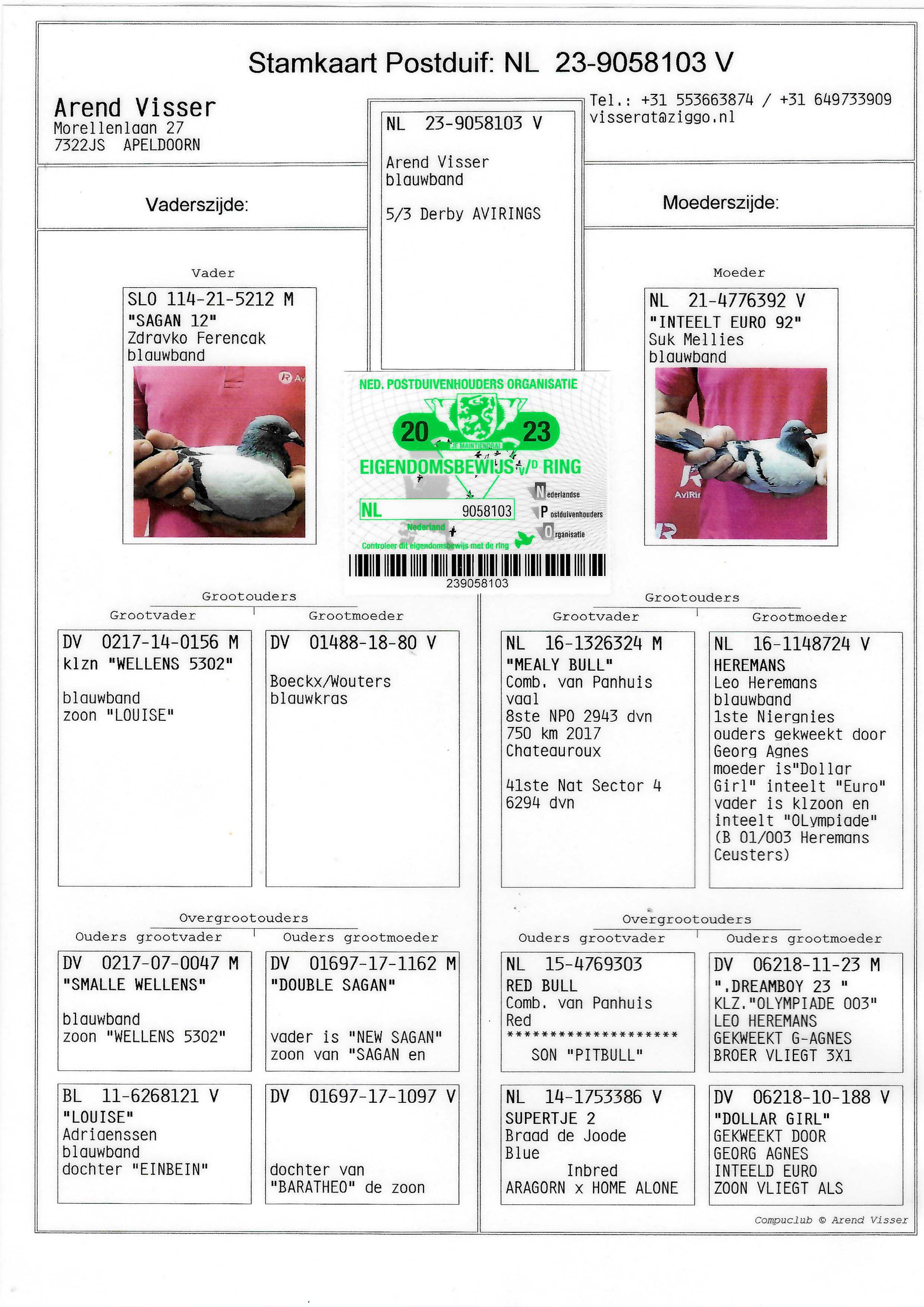 Pigeon pedigree image