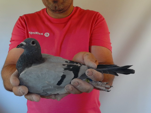 Pigeon image
