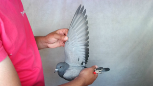 Pigeon image