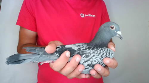 Pigeon image