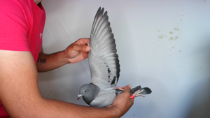Pigeon image