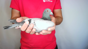 Pigeon image