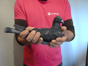 Pigeon image